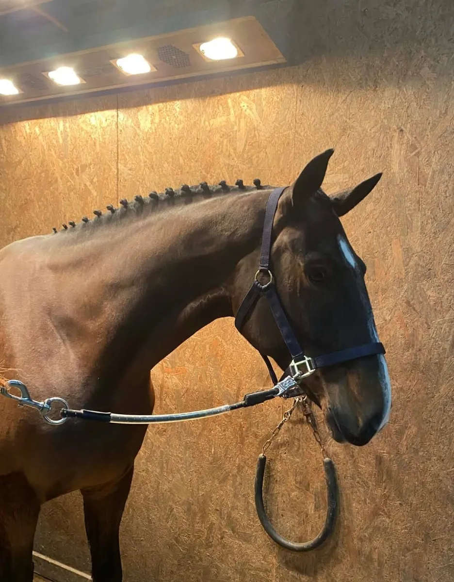 Super Hunter/Allrounder - Image 1