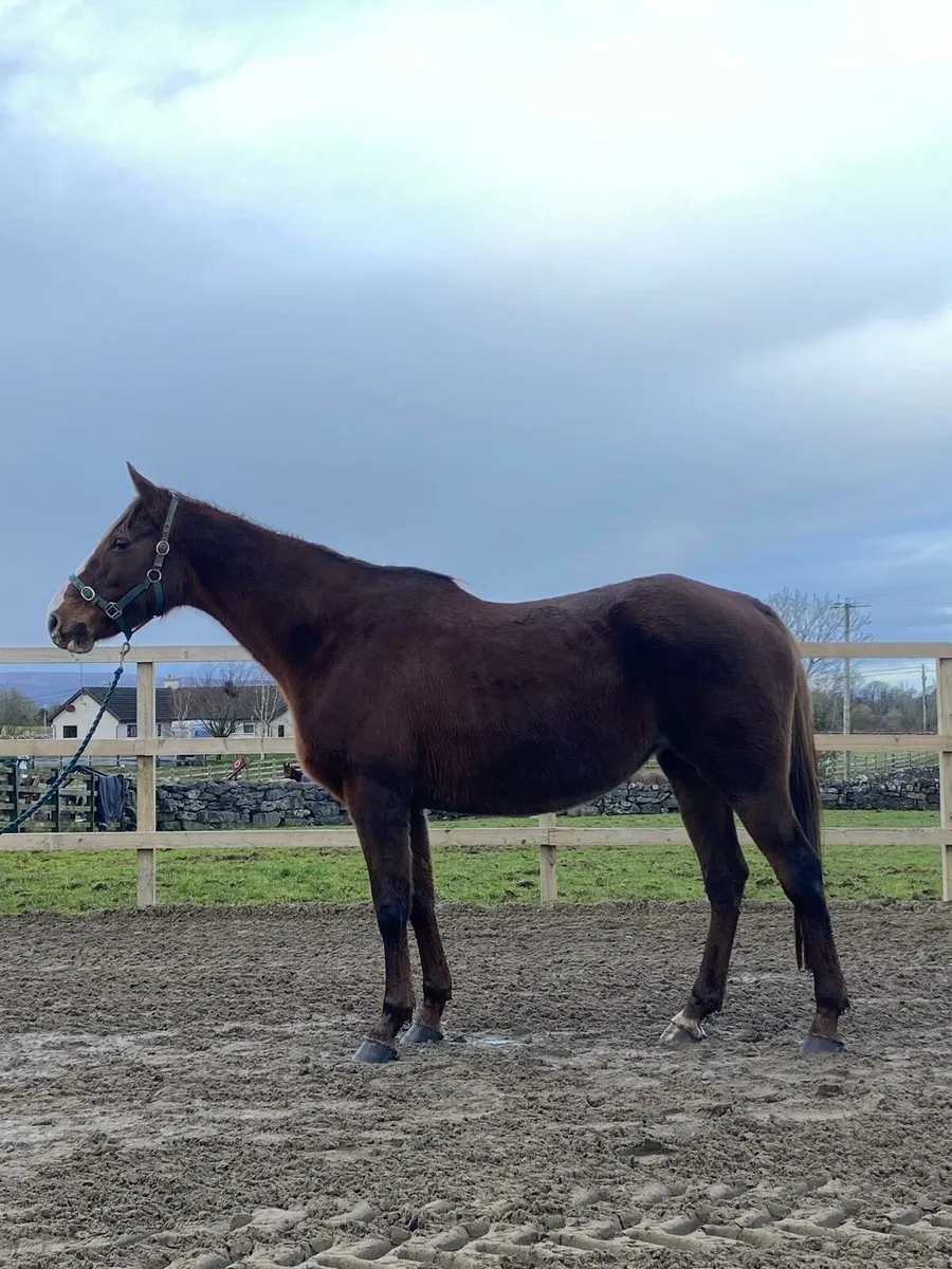 Irish sporthorse Broodmare - Image 1