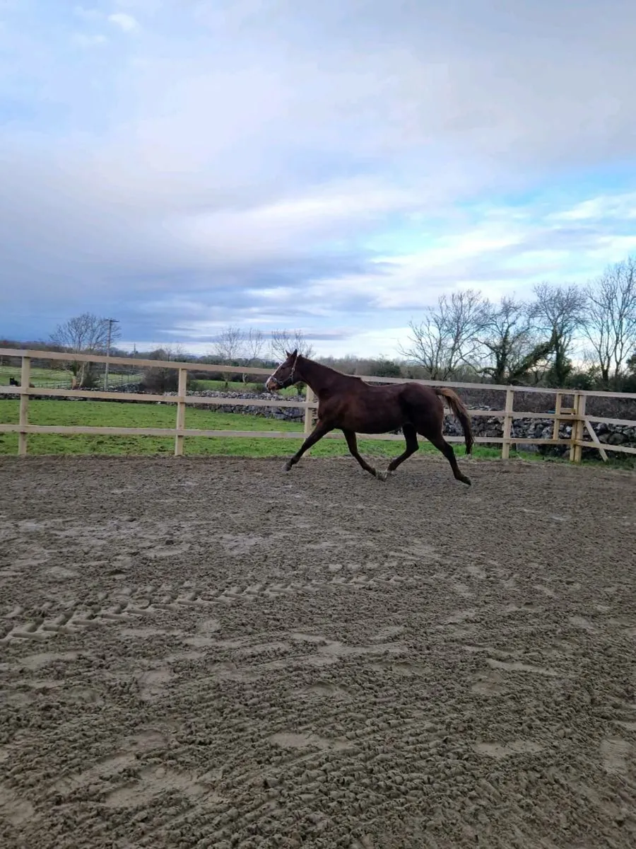 Irish sporthorse Broodmare - Image 2