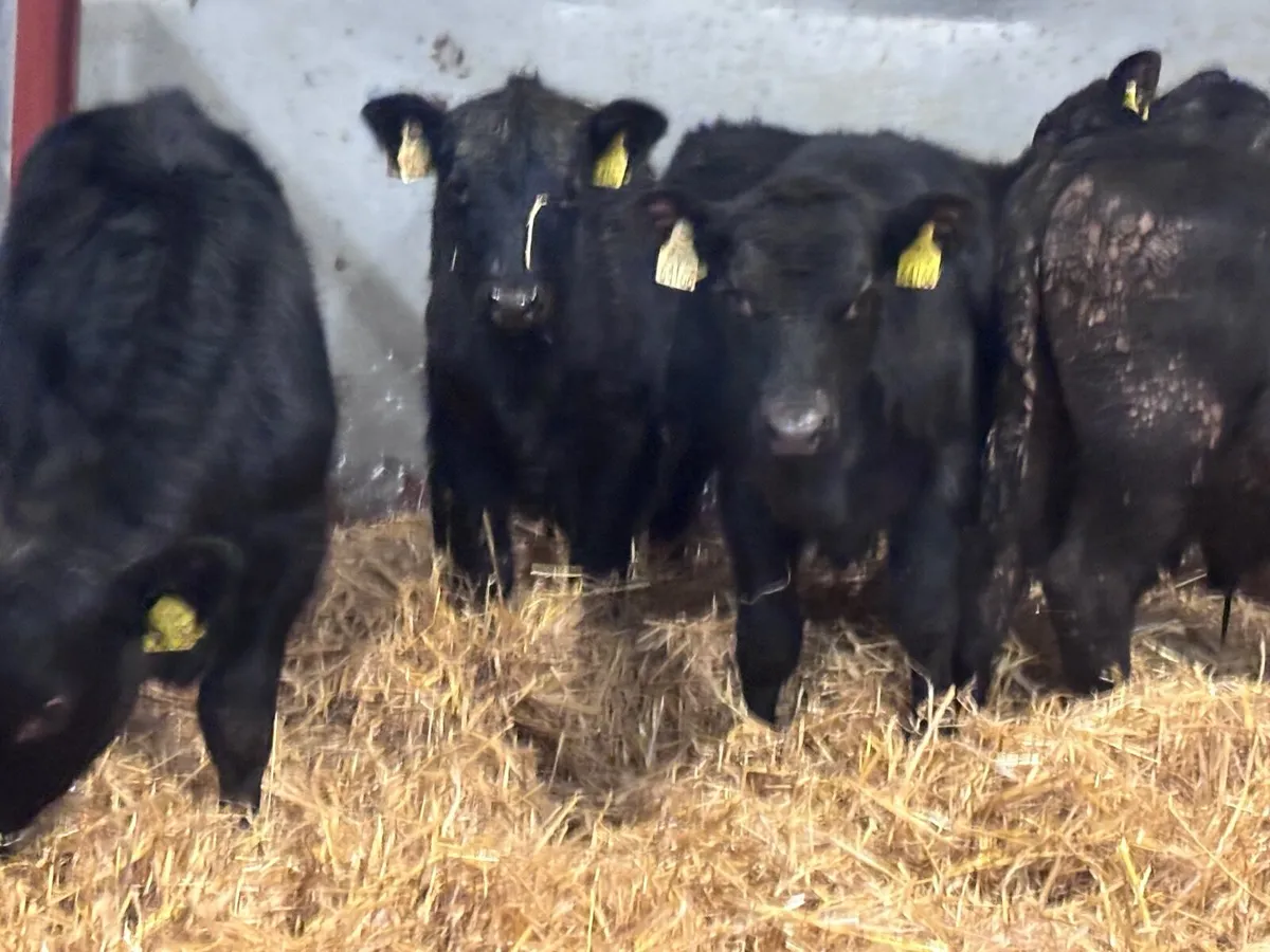 8 Weanlings for sale @€725 - Image 3