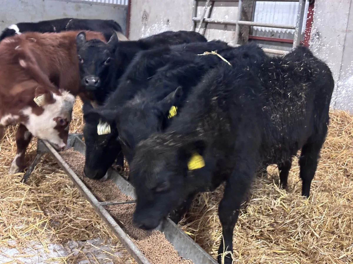 8 Weanlings for sale @€725 - Image 4