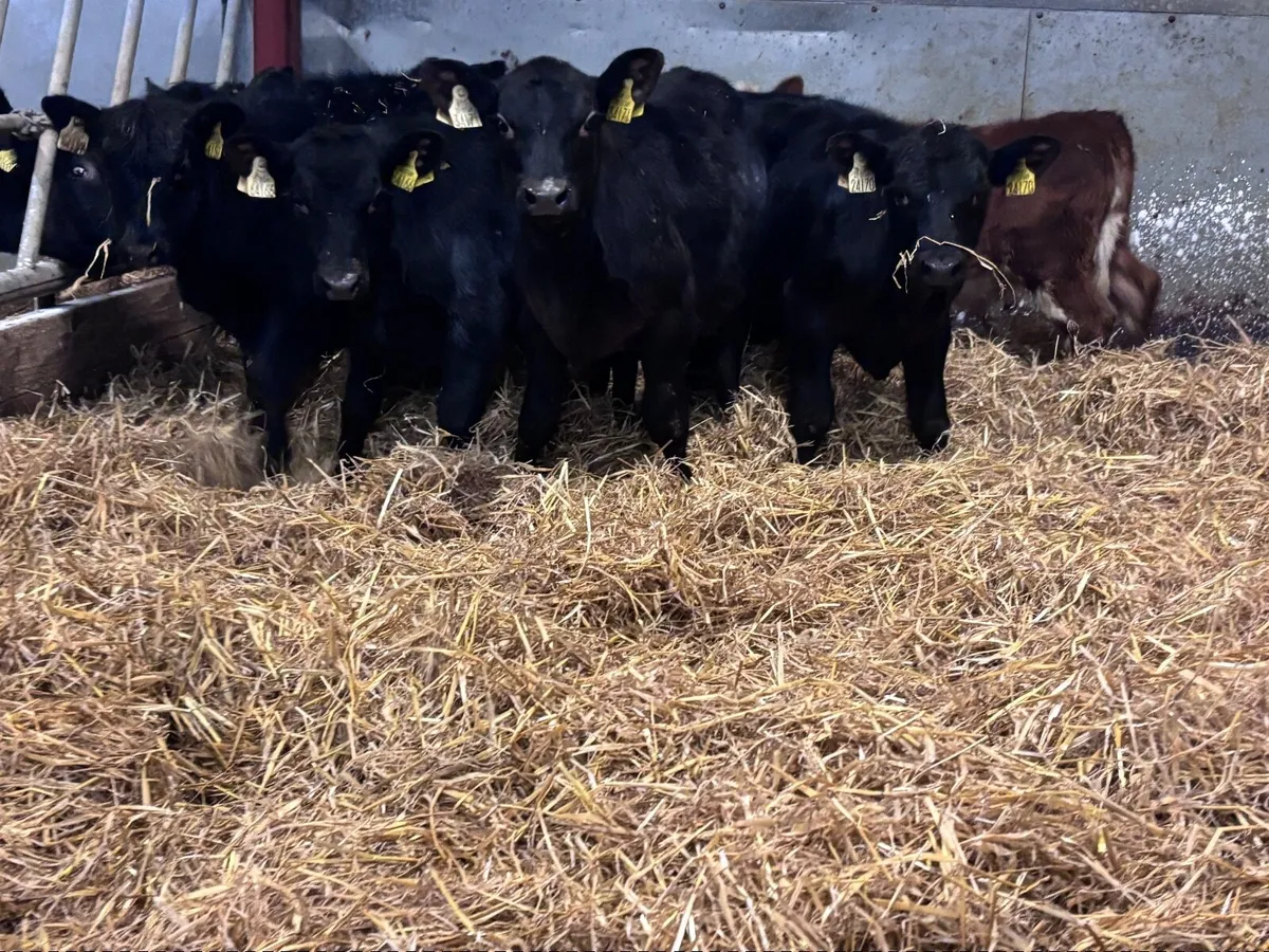 8 Weanlings for sale @€725 - Image 1