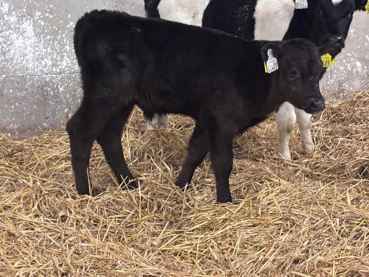 2 calves for sale @€345 - Image 3