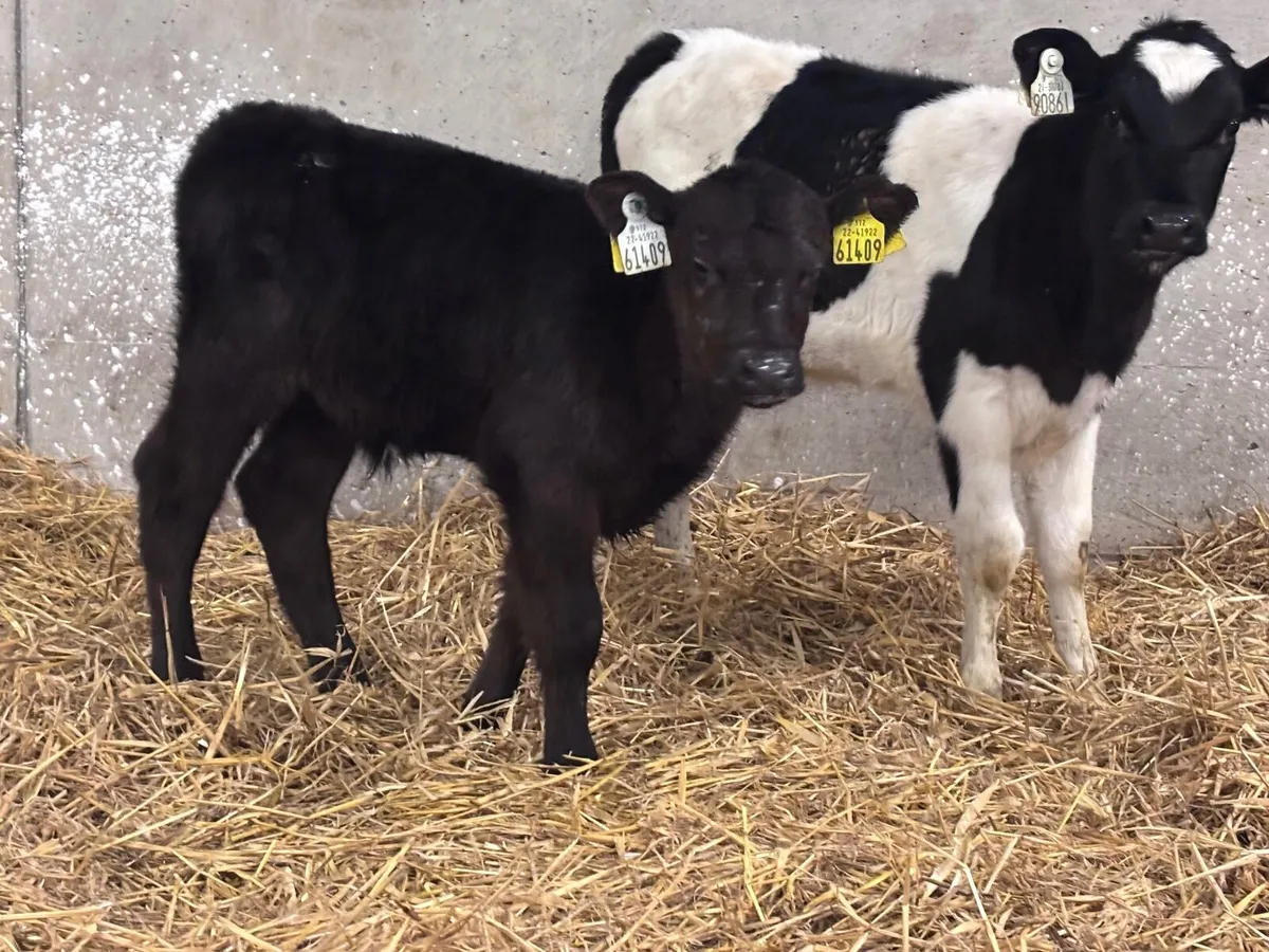2 calves for sale @€345 - Image 1