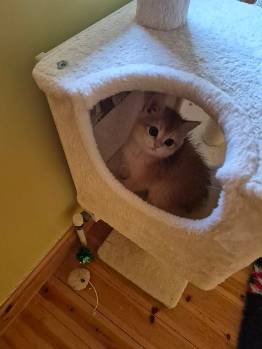 Golden short-hair british kittens - Image 2