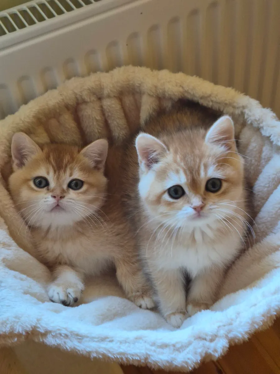 Golden short-hair british kittens - Image 1