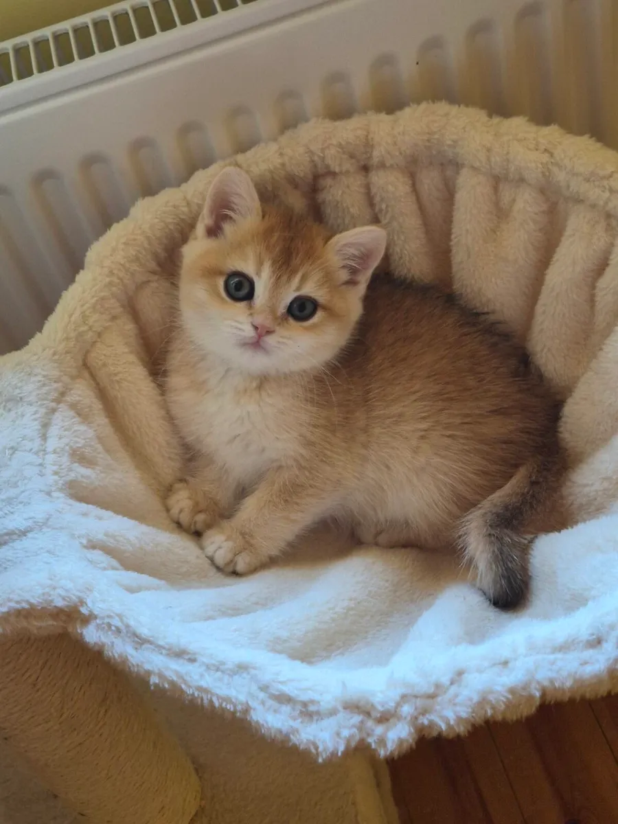 Golden short-hair british kittens - Image 3