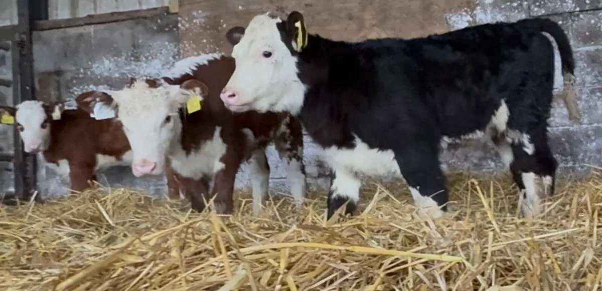 Super Hereford heifers - Image 3