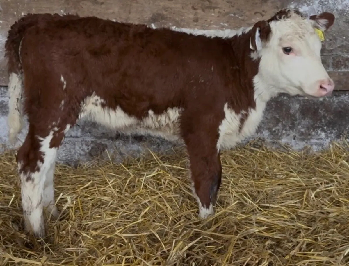 Super Hereford heifers - Image 4