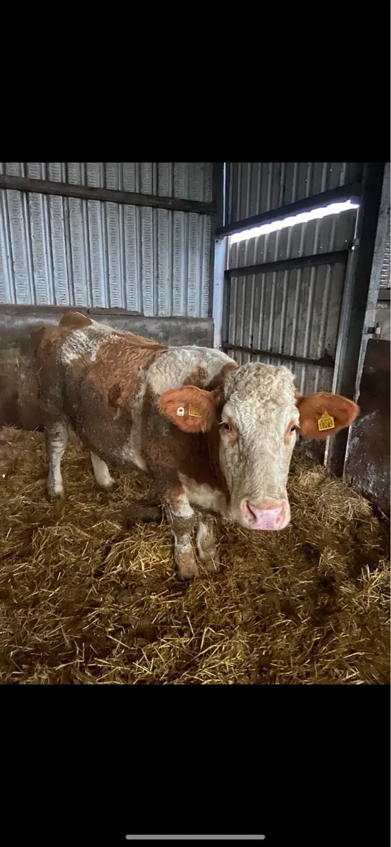 Foster cow Simmental - Image 2