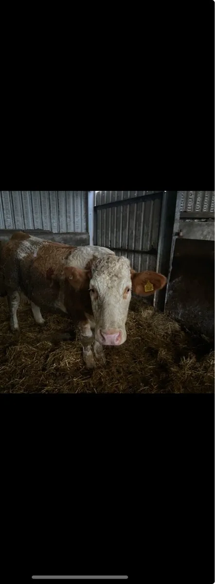Foster cow Simmental - Image 3