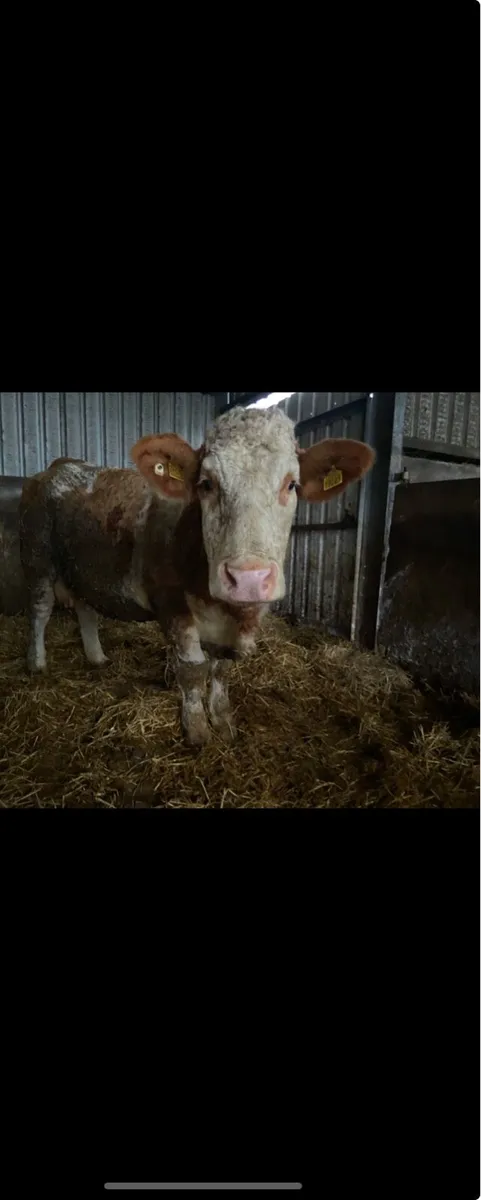 Foster cow Simmental - Image 4
