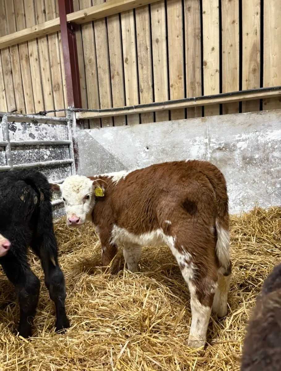 6 super quality calves for sale - Image 2