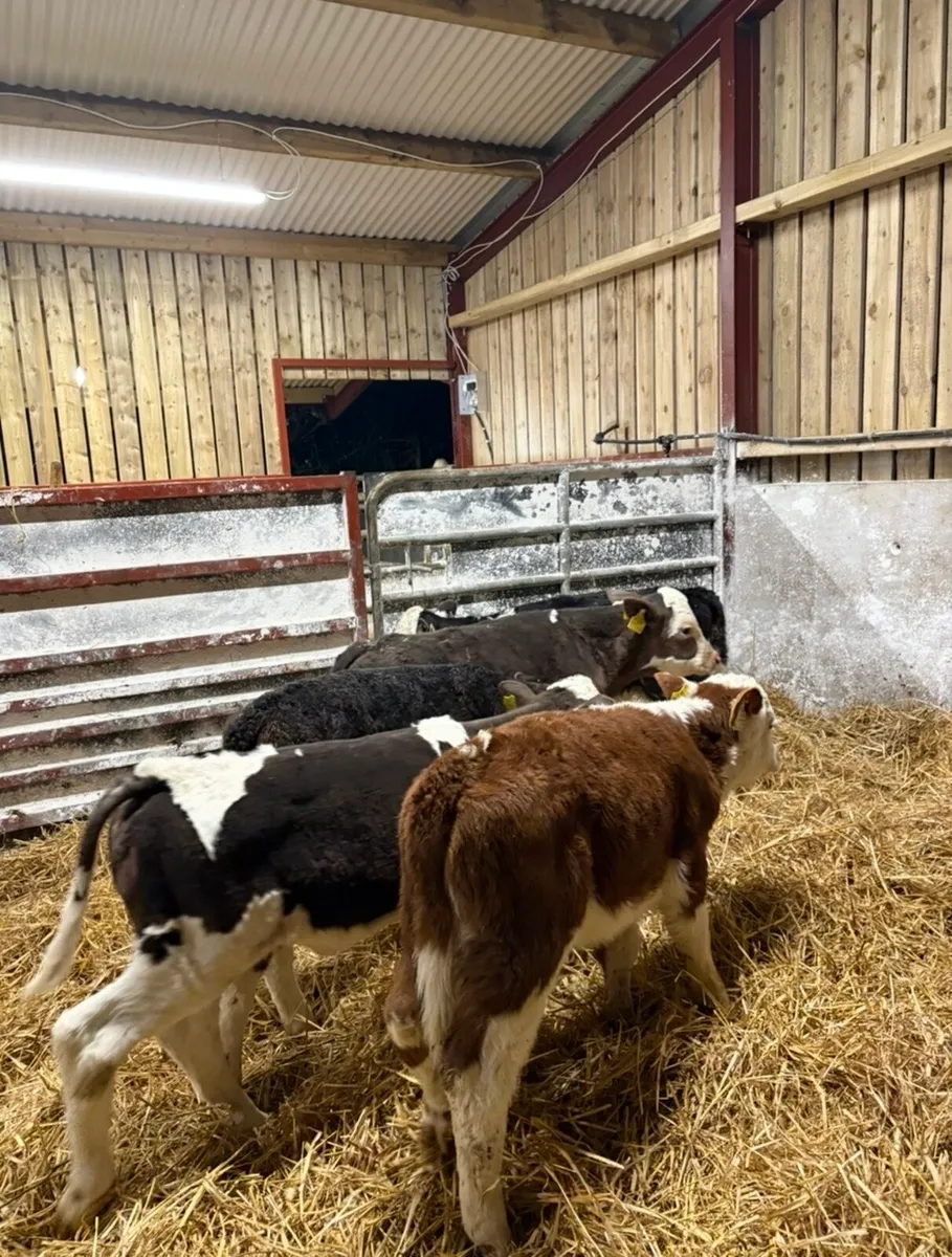 6 super quality calves for sale - Image 3