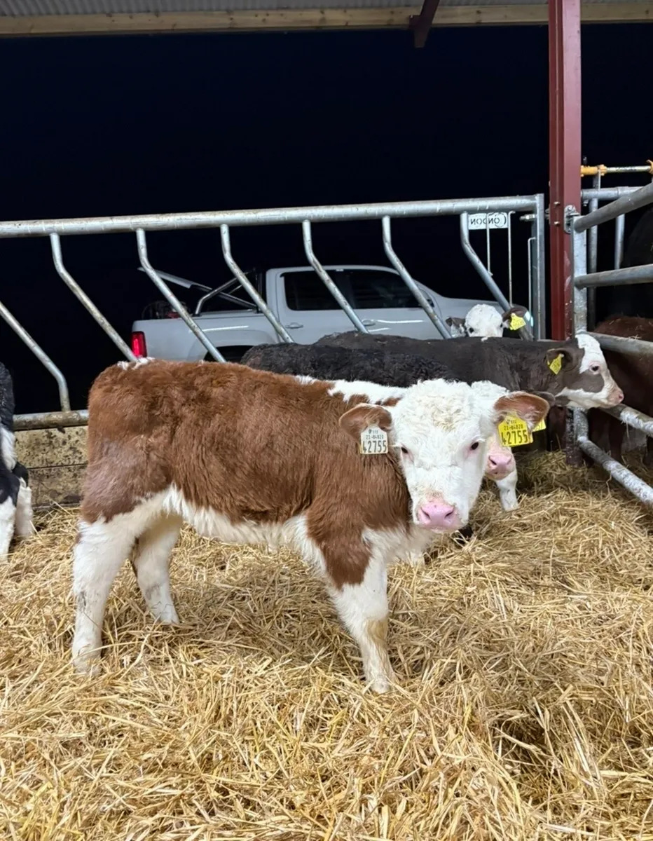 6 super quality calves for sale - Image 4