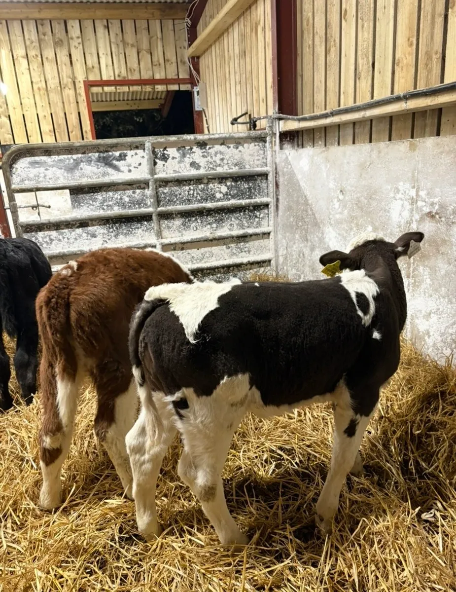 6 super quality calves for sale - Image 1