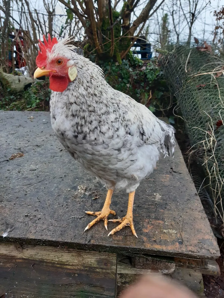 Rooster cock - Image 1