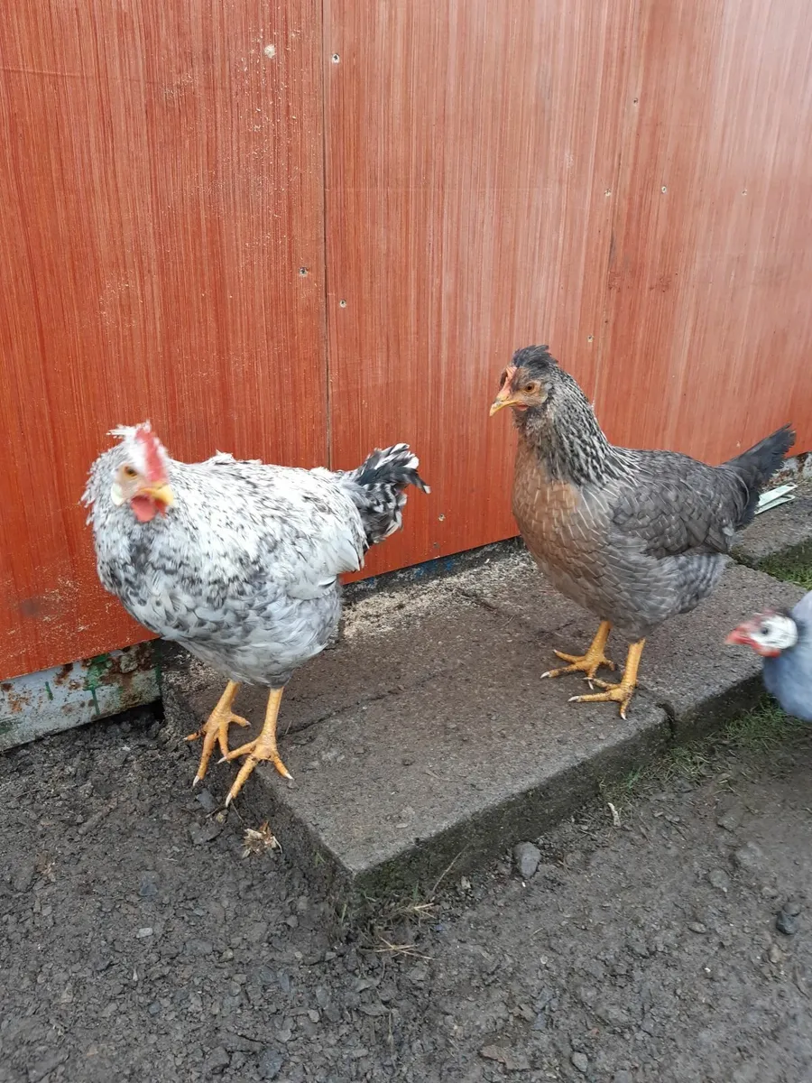 Rooster cock - Image 2