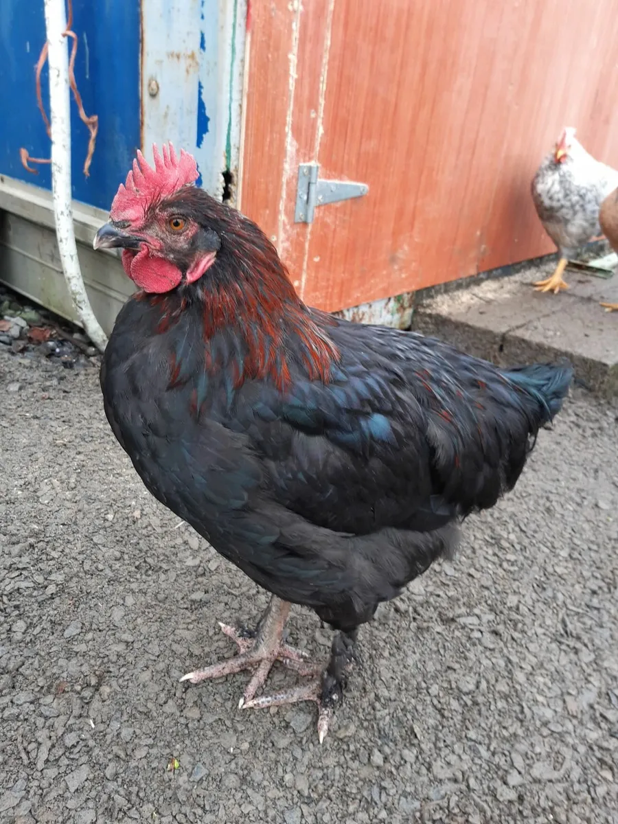 Rooster cock - Image 3
