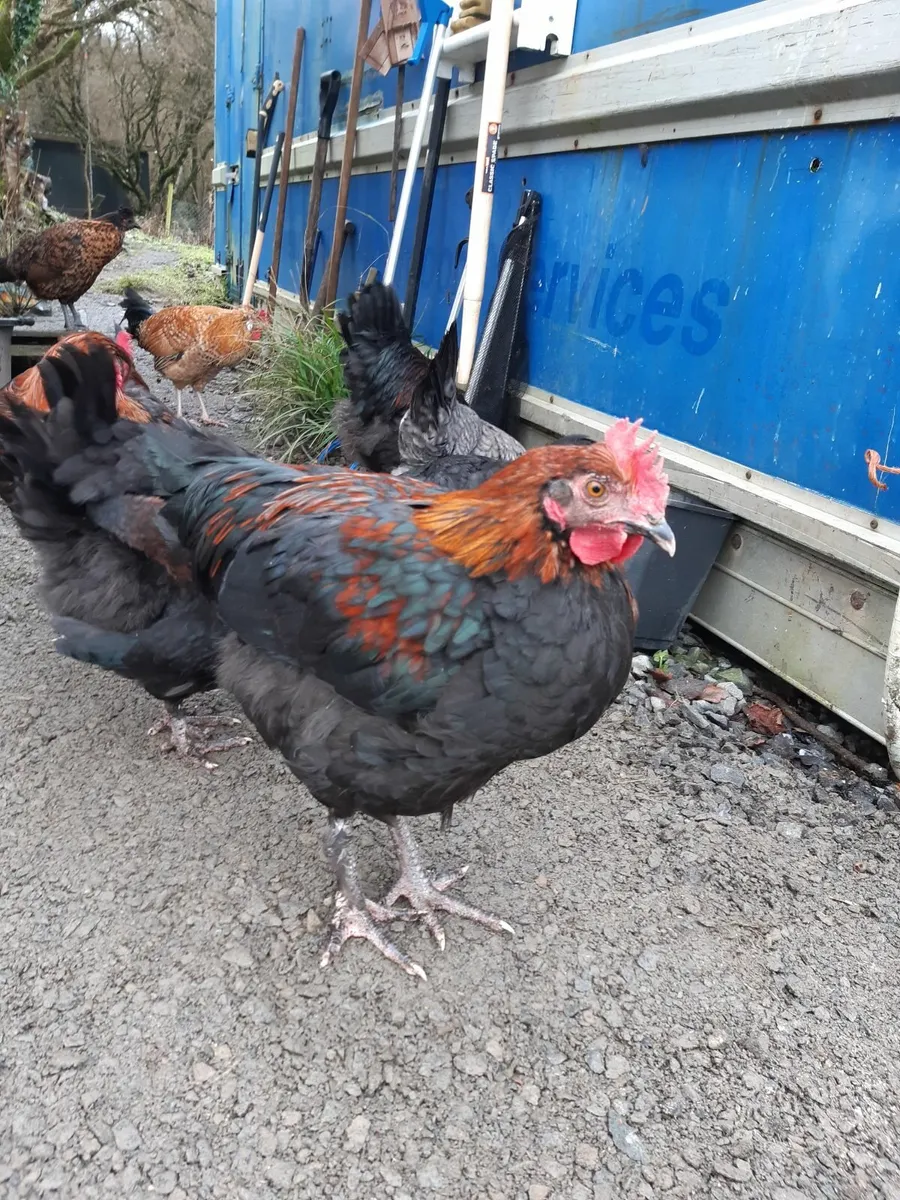 Rooster cock - Image 4