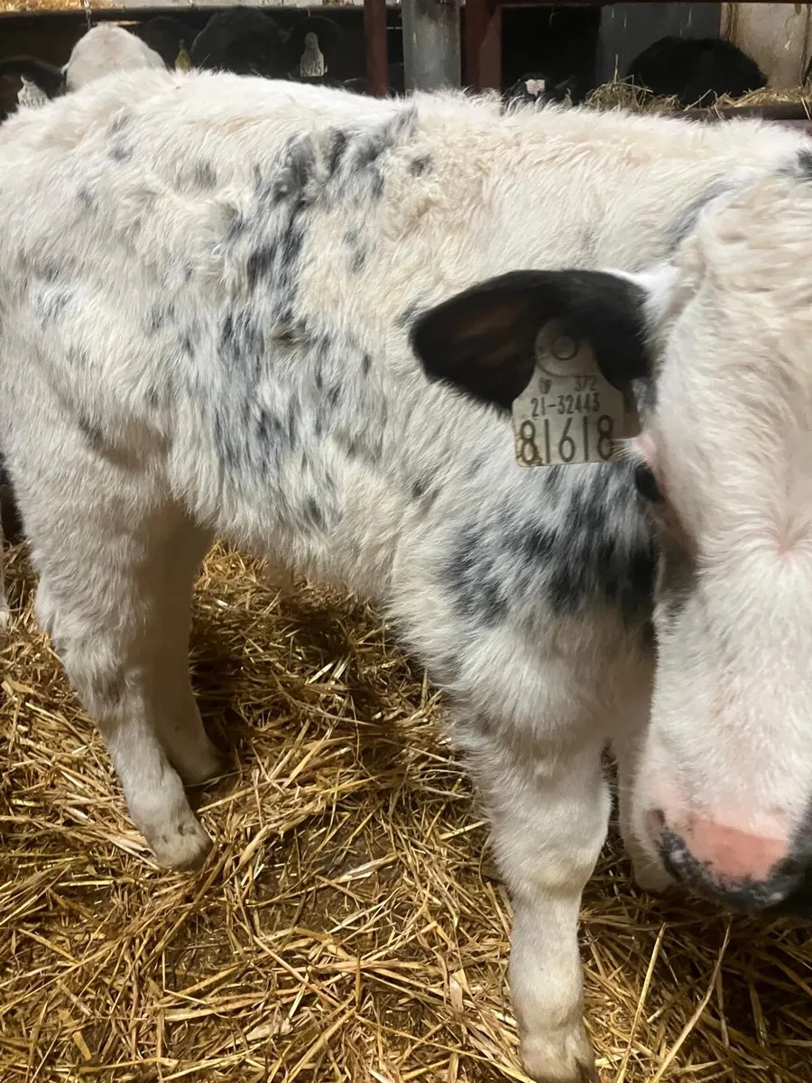 Top Quality Continental & Angus Calves - Image 1