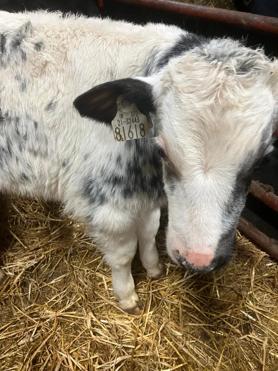 Top Quality Continental & Angus Calves - Image 2