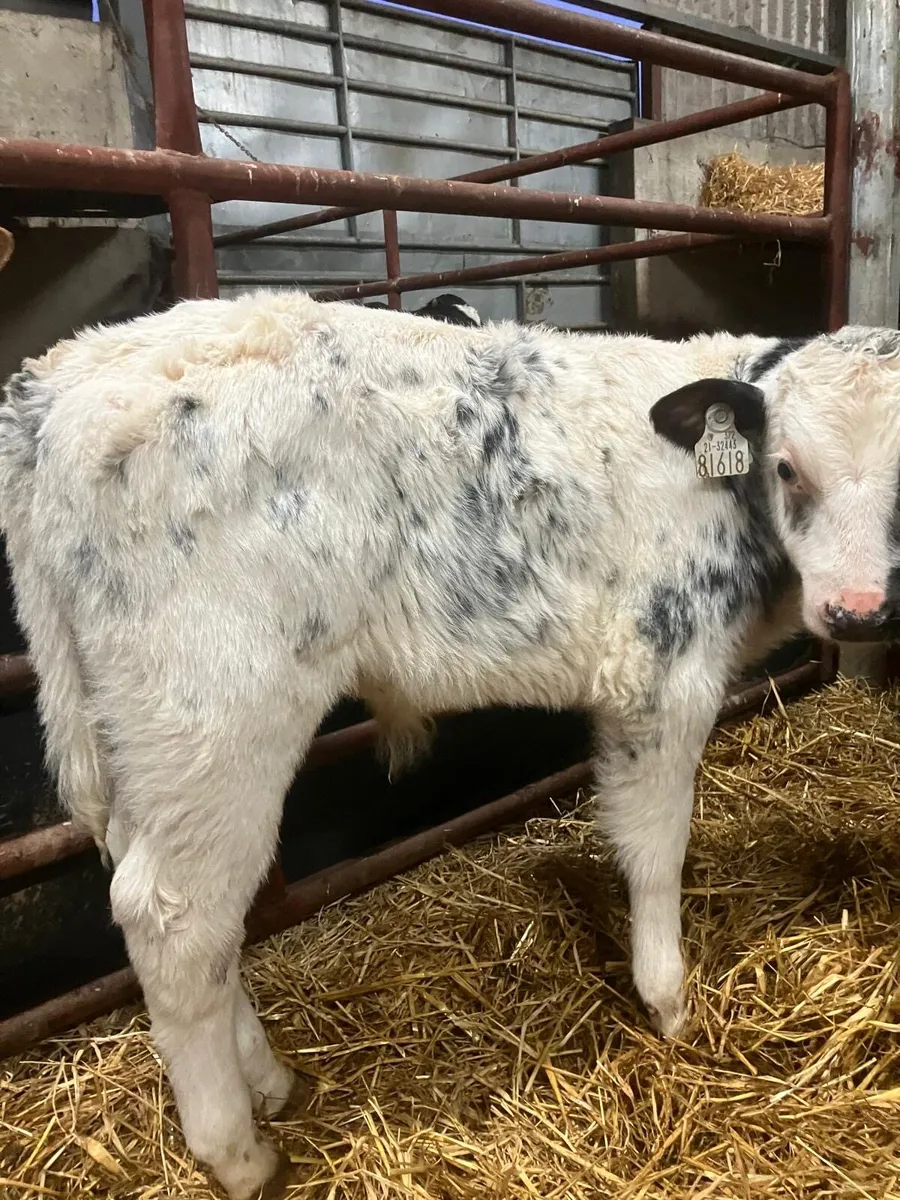 Top Quality Continental & Angus Calves - Image 3