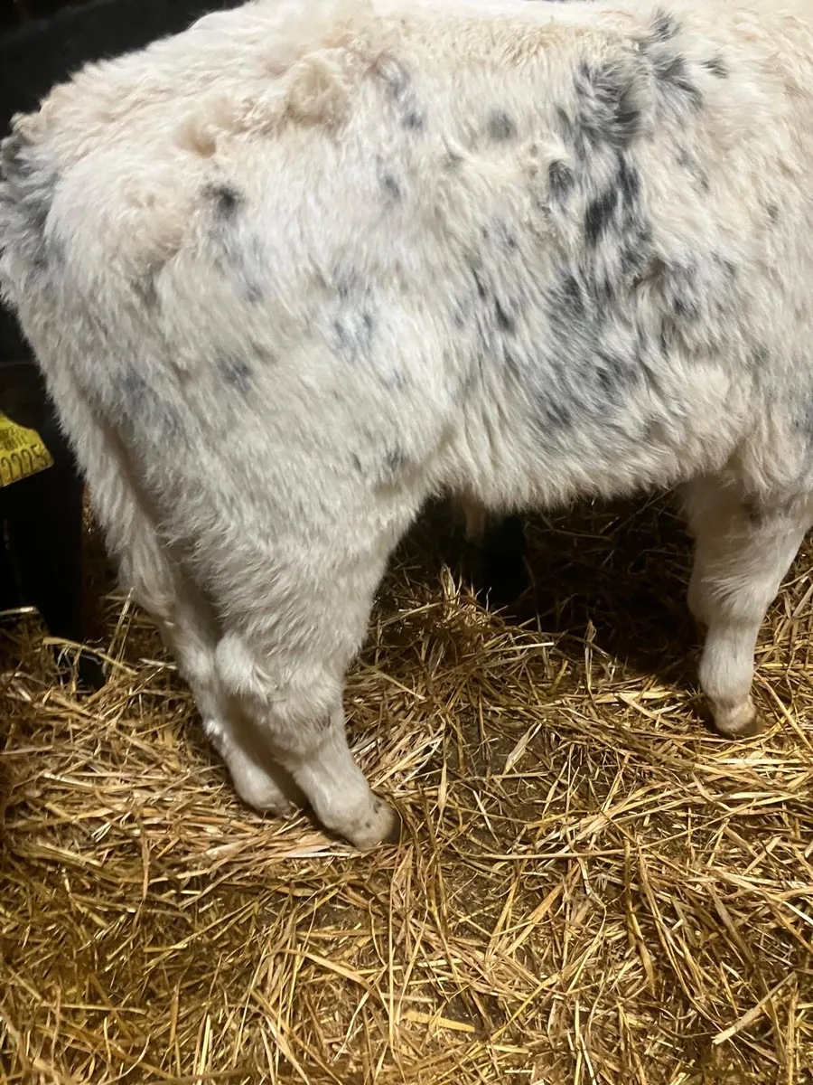 Top Quality Continental & Angus Calves - Image 4