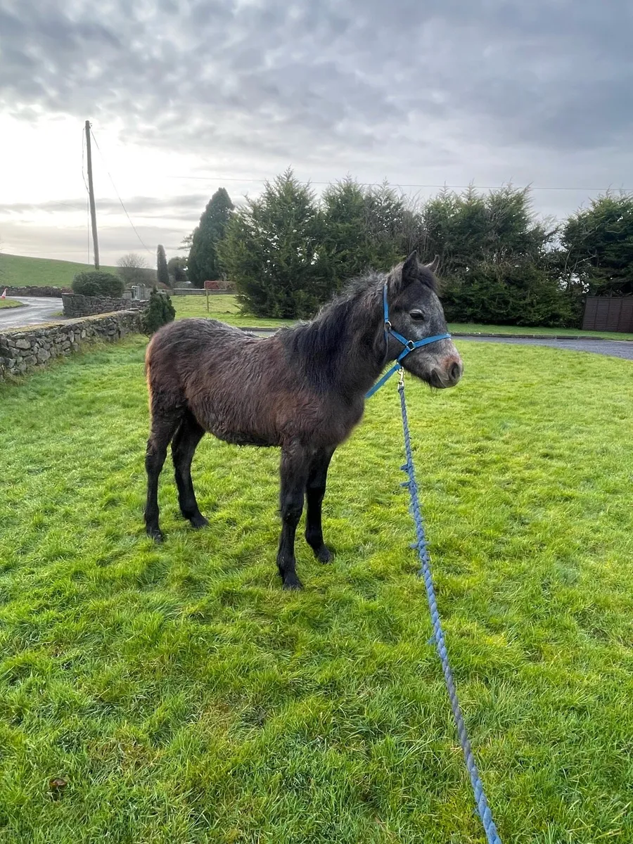 Connemara colt - Image 3