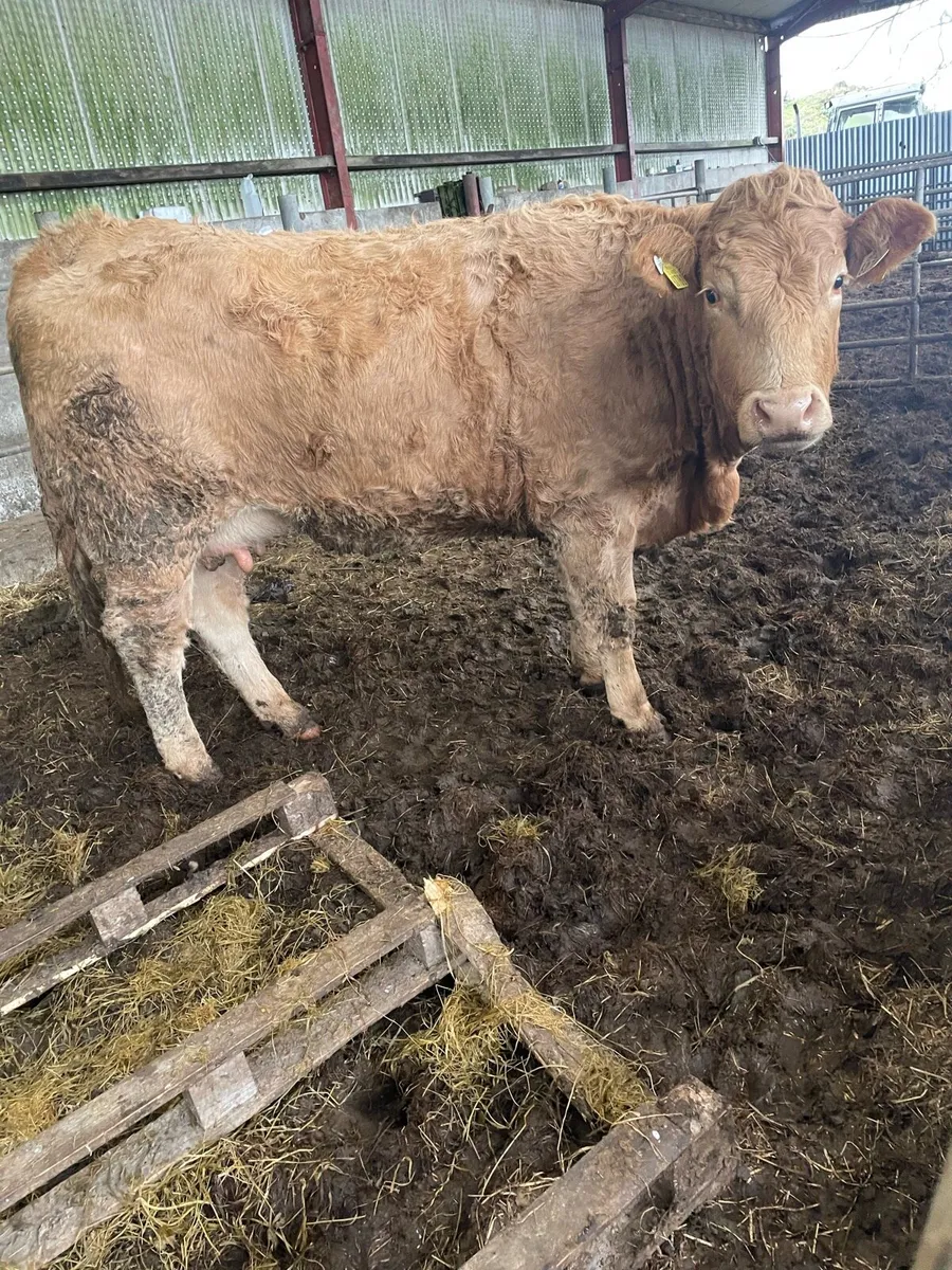 In calf heifers - Image 2