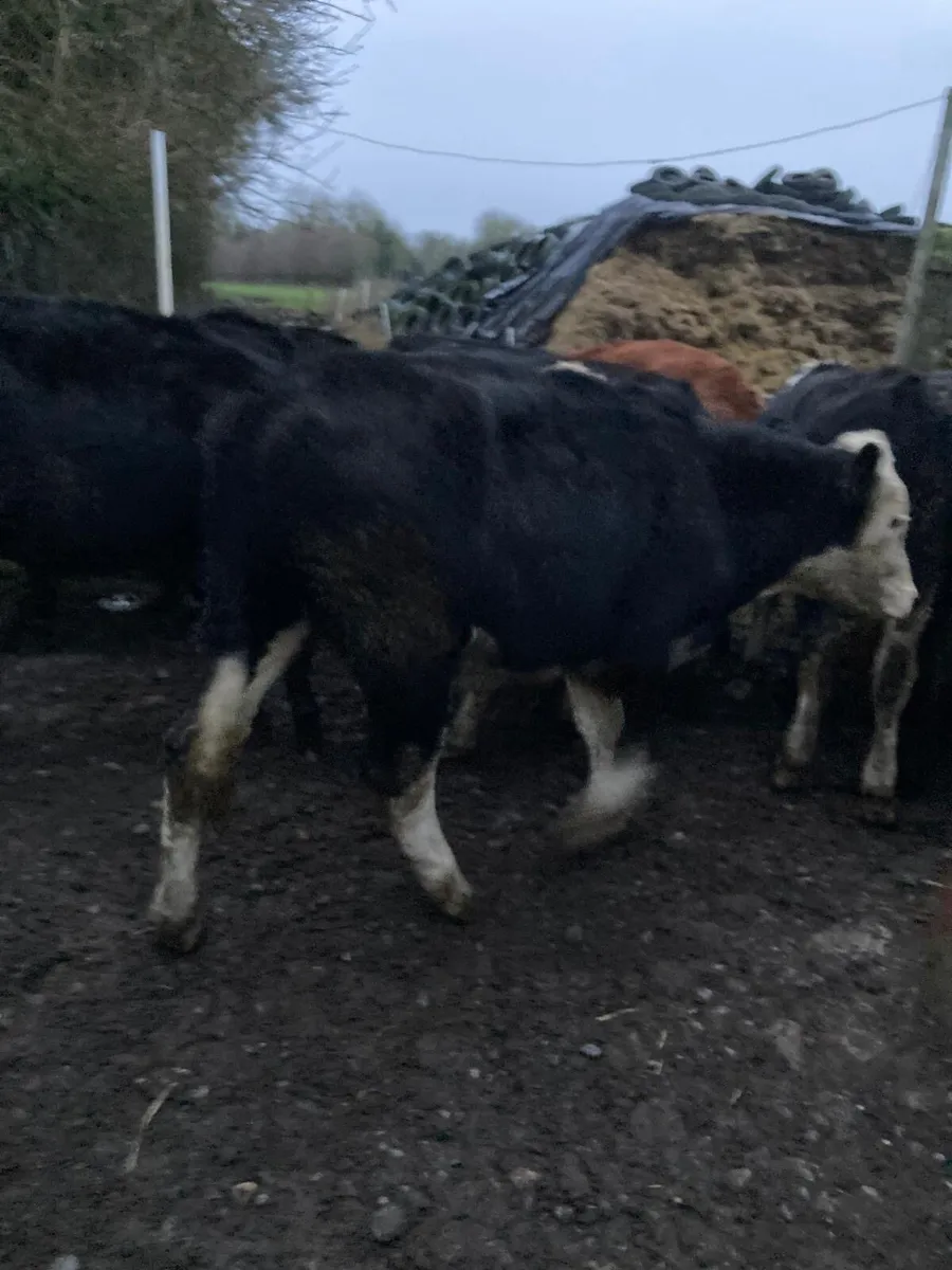 10 Bullocks for sale - Image 1