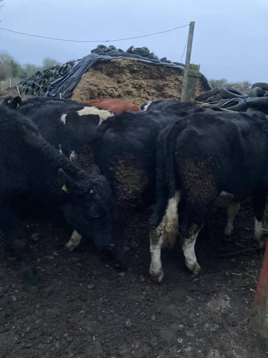 10 Bullocks for sale - Image 2