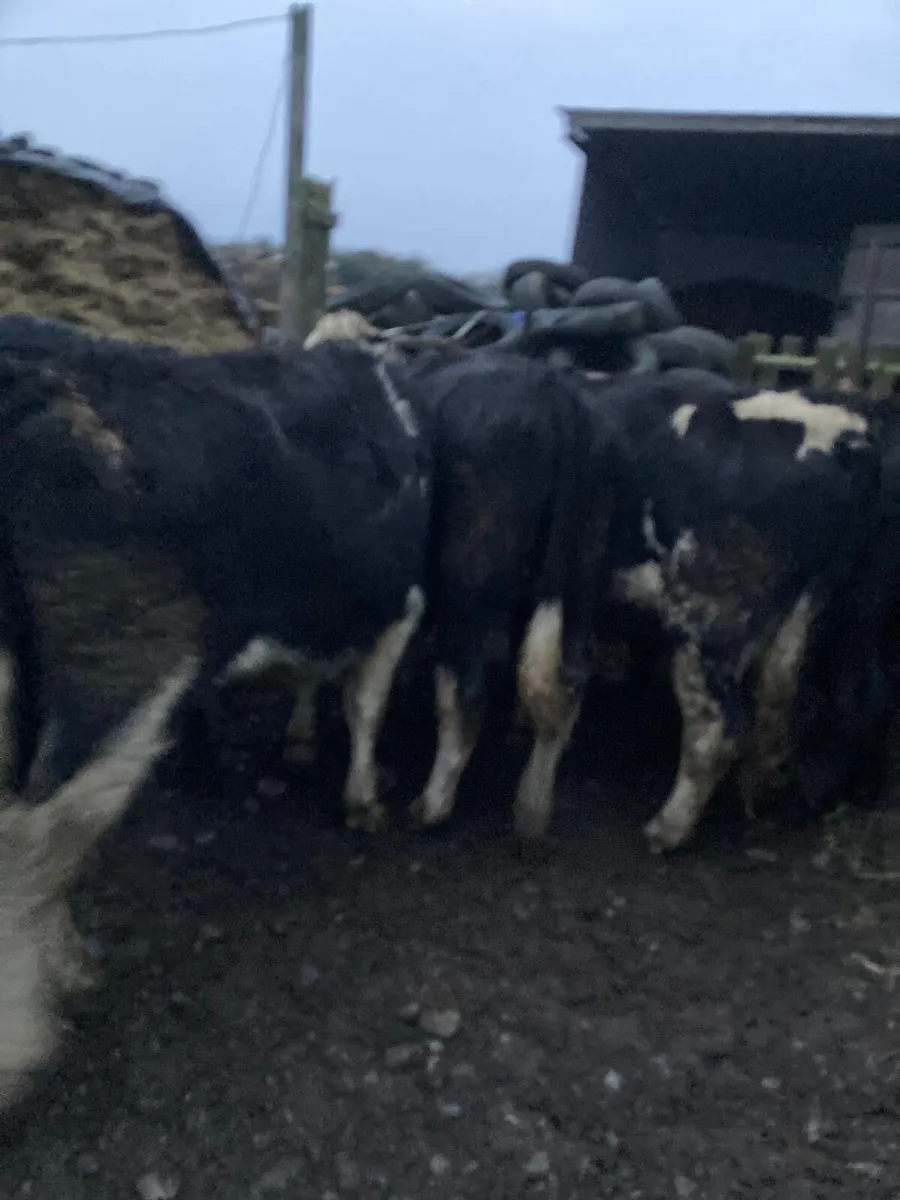 10 Bullocks for sale - Image 3