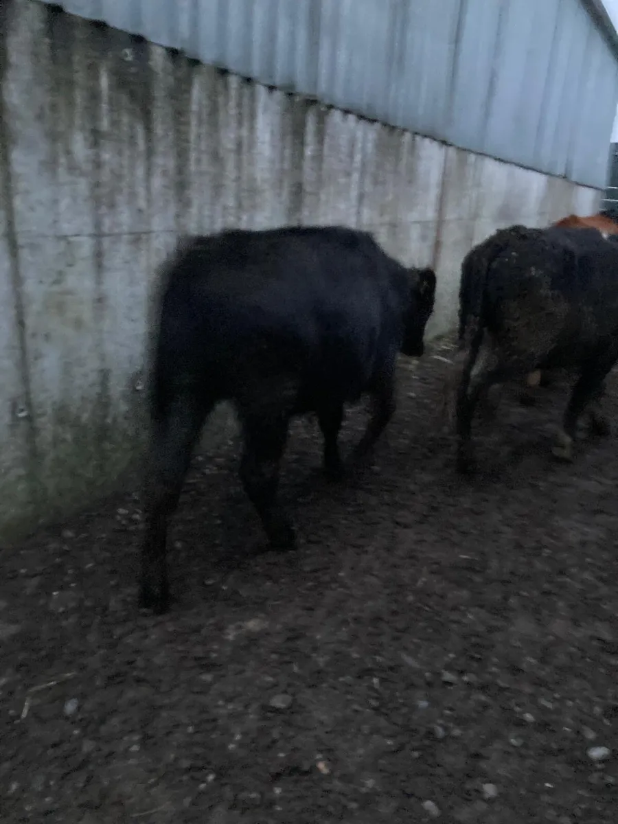 10 Bullocks for sale - Image 4