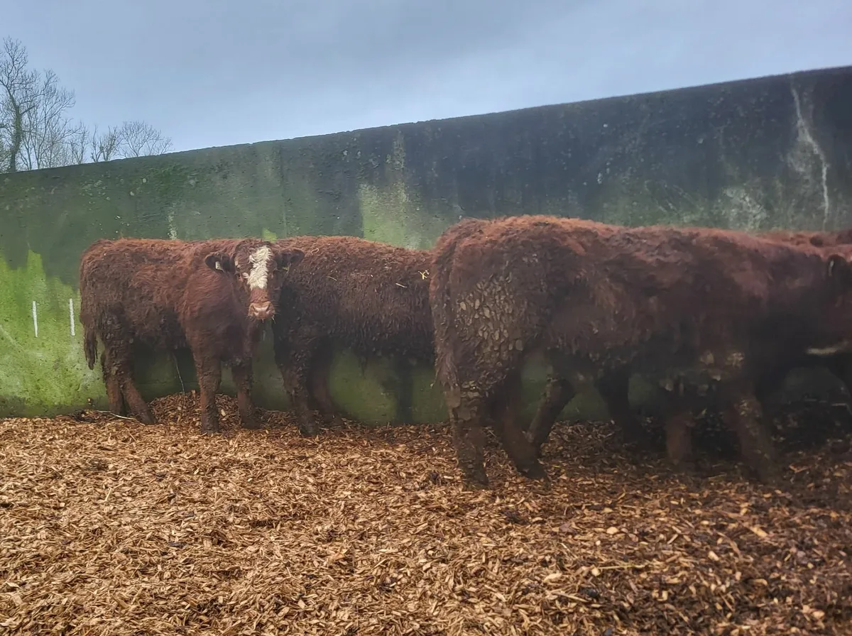 Angus Weanlings - Image 2