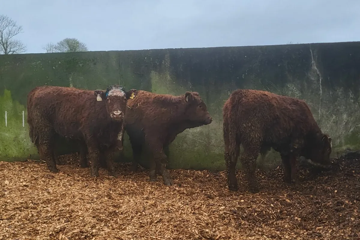 Angus Weanlings - Image 3