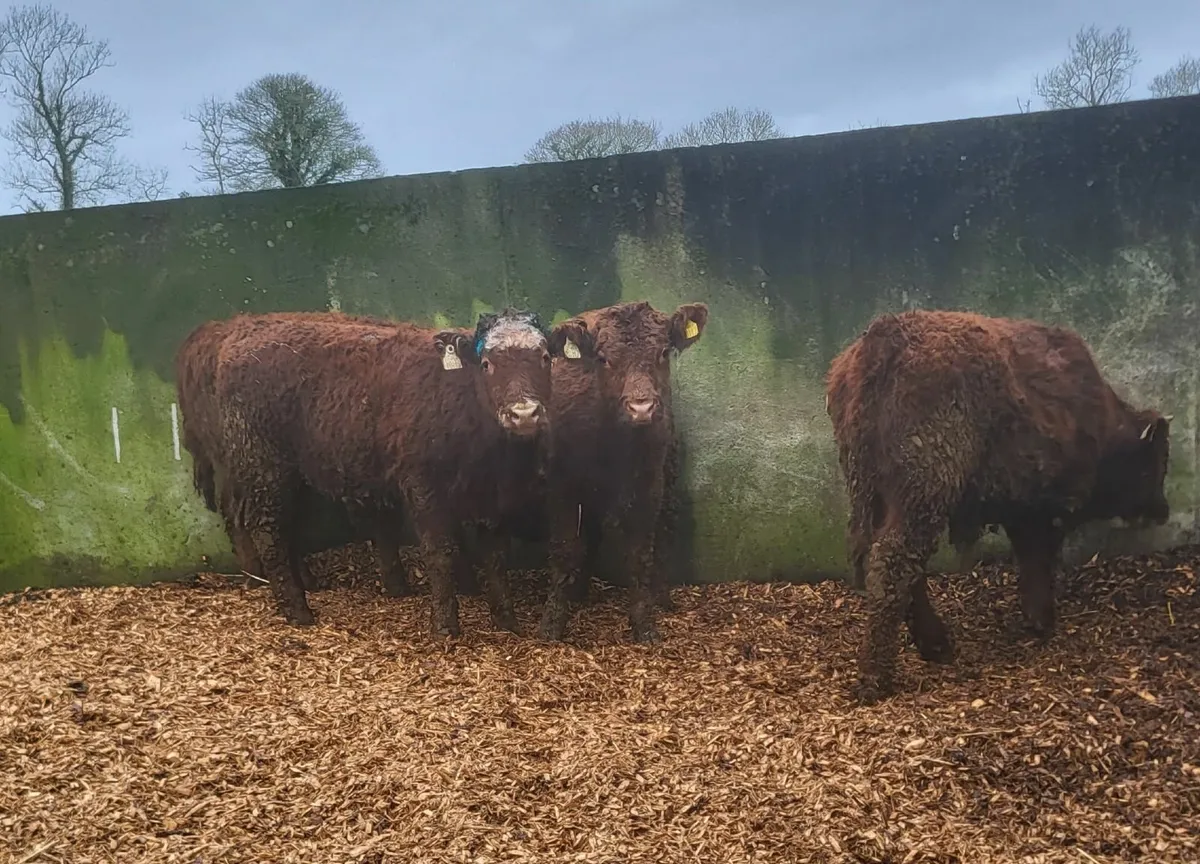 Angus Weanlings - Image 4