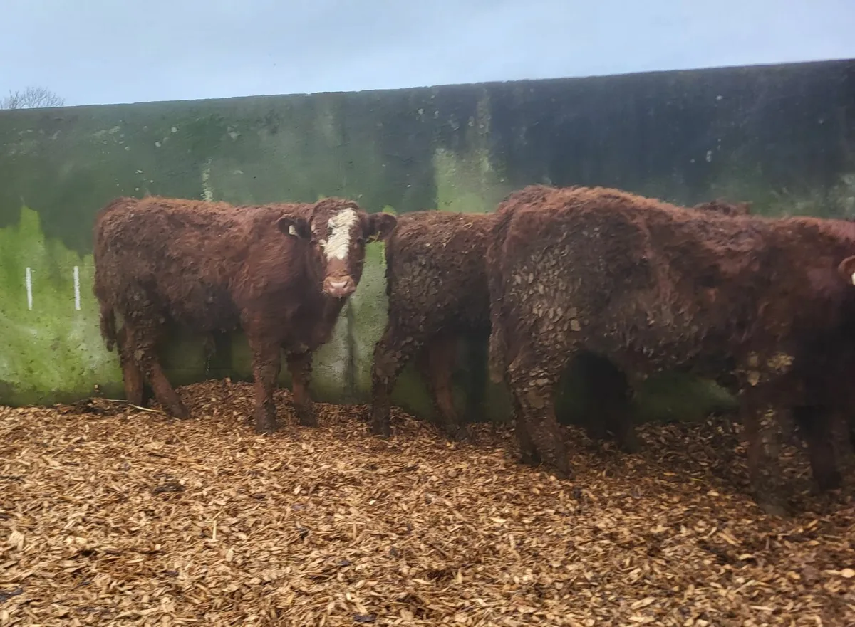 Angus Weanlings - Image 1