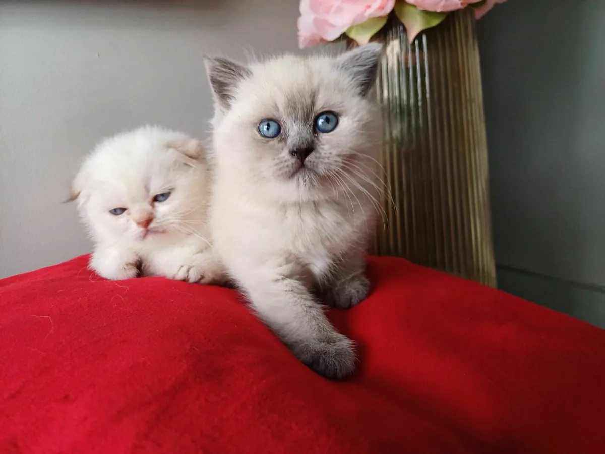 Amazing British Shorthair  and Scottish fold kitte - Image 2