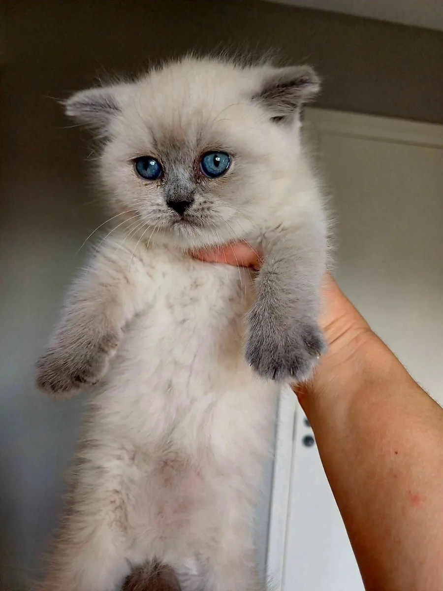 Amazing British Shorthair  and Scottish fold kitte - Image 3
