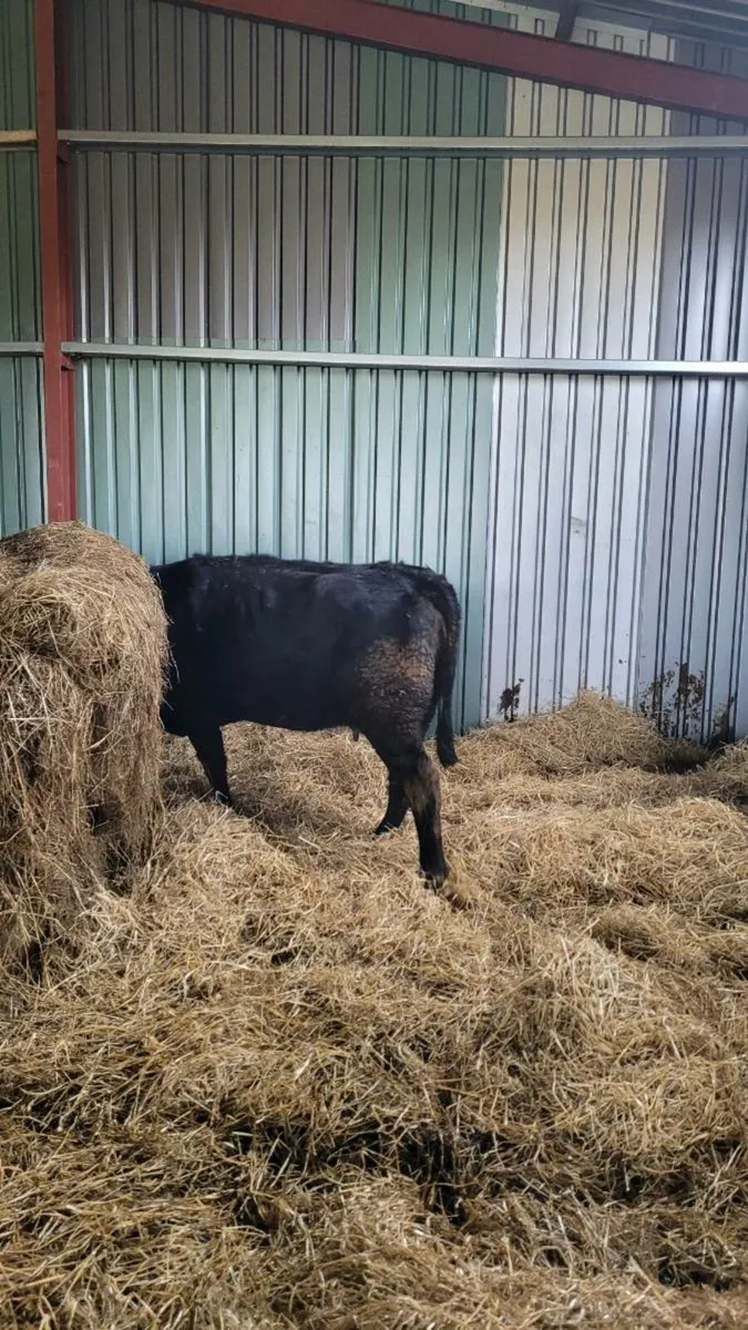 Lim heifer and bull  calf - Image 4