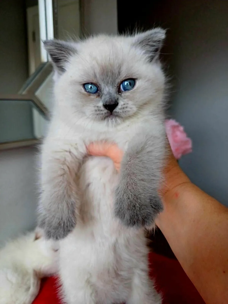 Amazing British Shorthair  and Scottish fold kitte - Image 1
