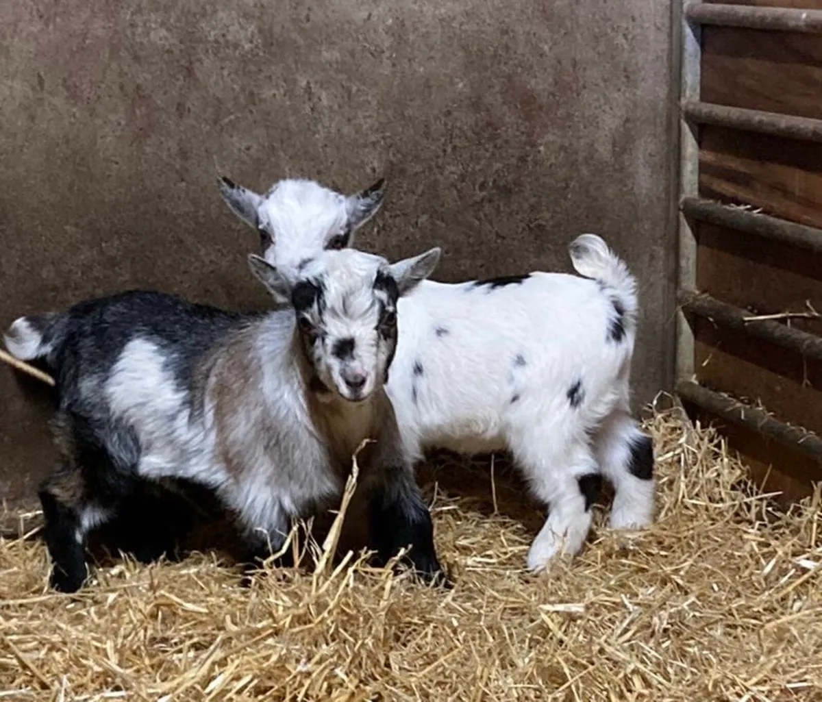 Pygmy Goat Kids - Image 1