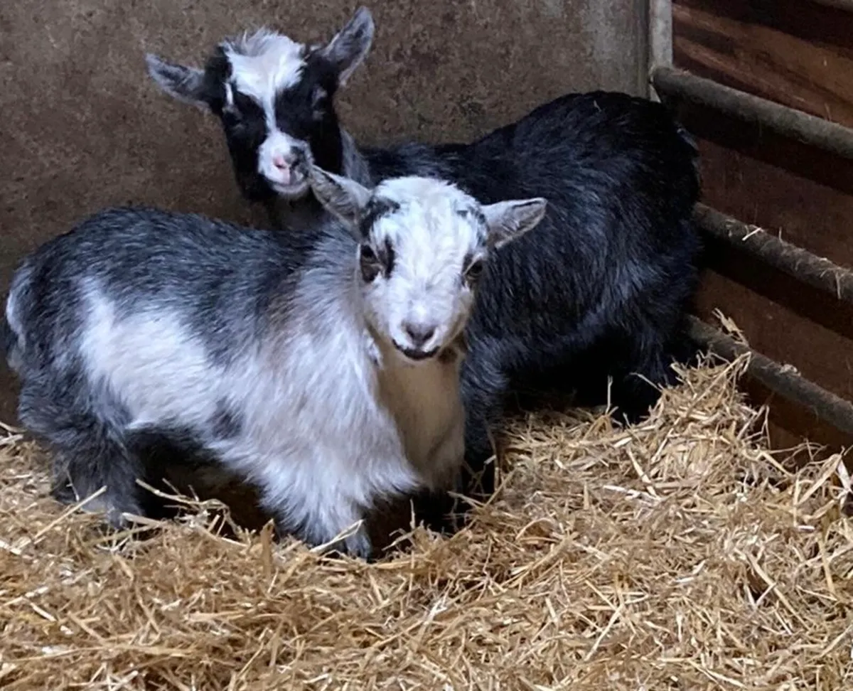 Pygmy Goat Kids - Image 2
