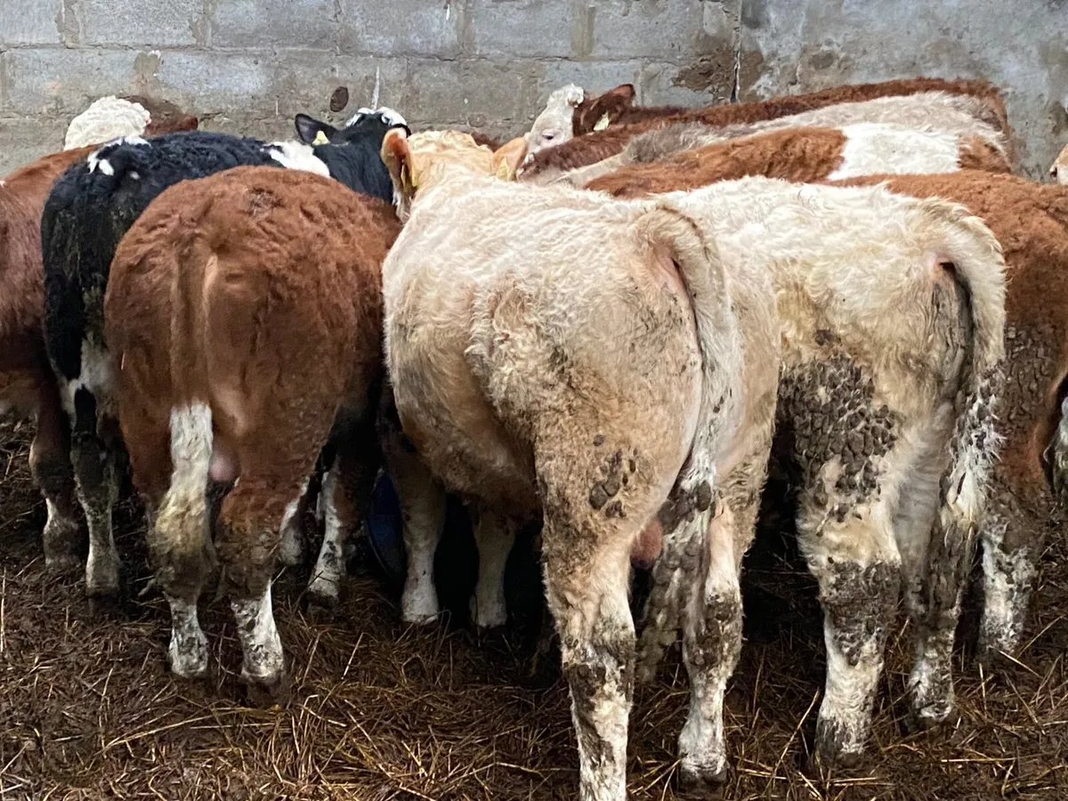 14 Smashing Bull Weanlings - Image 2