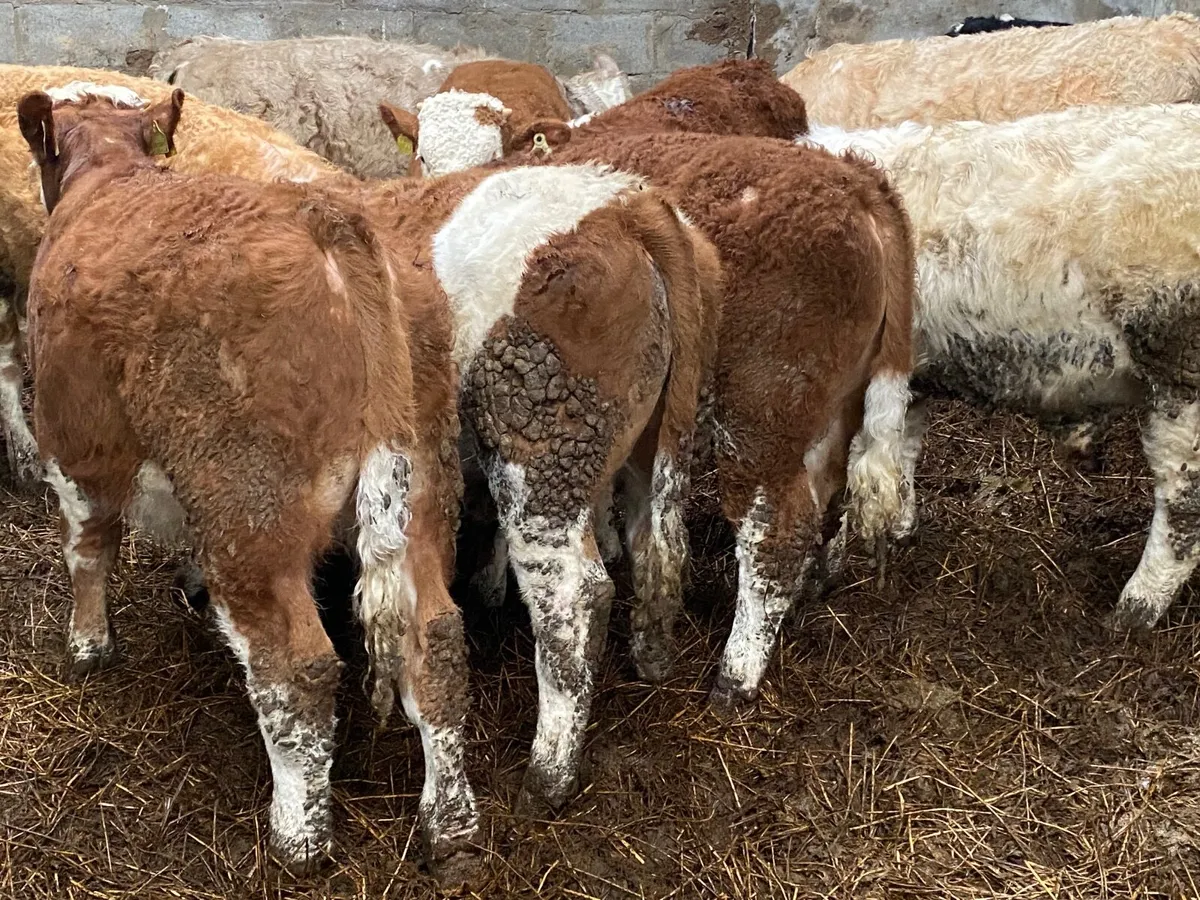 14 Smashing Bull Weanlings - Image 3