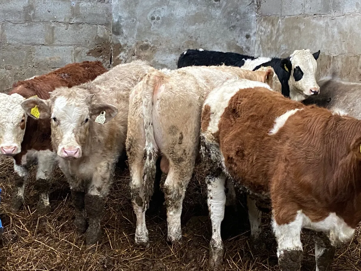 14 Smashing Bull Weanlings - Image 4