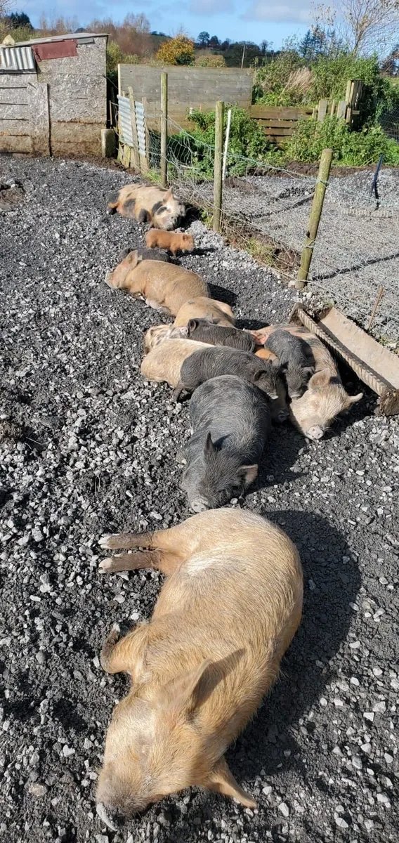 Kune Kune pigs - Image 1