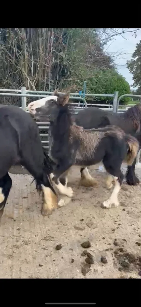 2 heavy fillys to make 15.2+ - Image 1