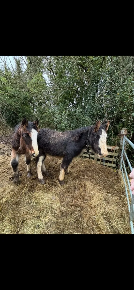 2 heavy fillys to make 15.2+ - Image 2